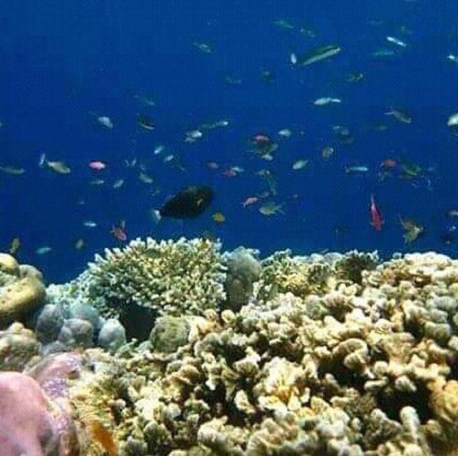 Taman Menjangan Homestay By Snorkelingmenjangan Banyuwedang Εξωτερικό φωτογραφία